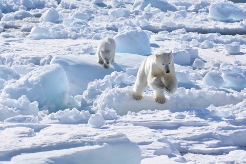 Polar bears run in the snow