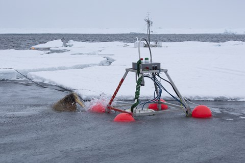 Interaction from wildlife with the CO2 buoy. Local walrus does not like orange buoys