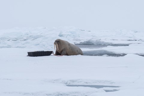 Walrus examining sledge