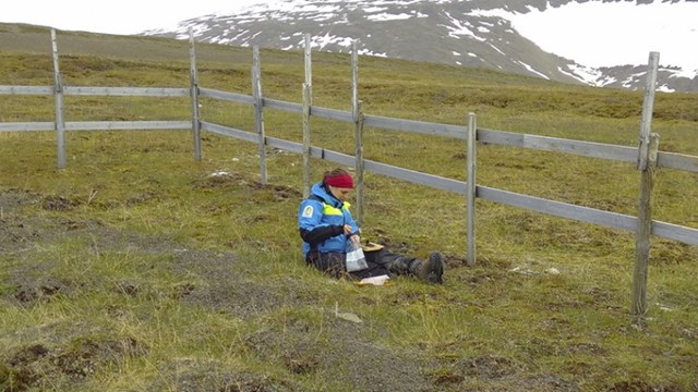 Renars påverkan på tundravegetation 2018