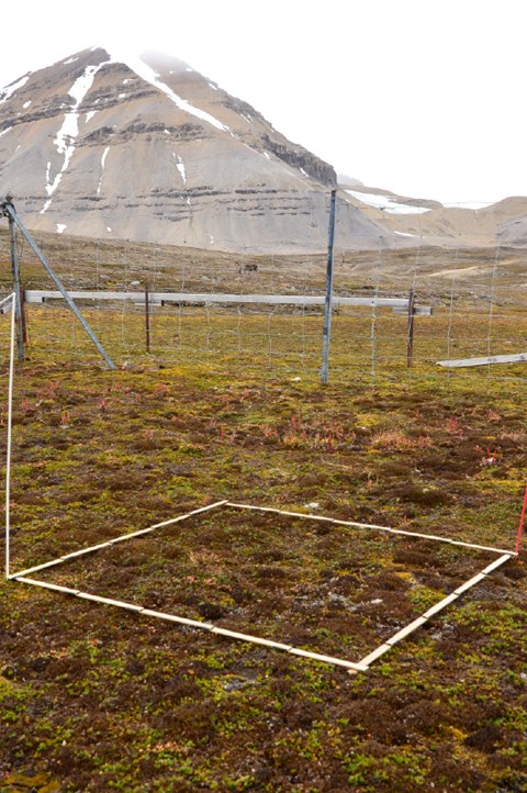 Plot inside exclosure and grazing Svalbard reindeer outside exclosure near Ny-Ålesund, Svalbard