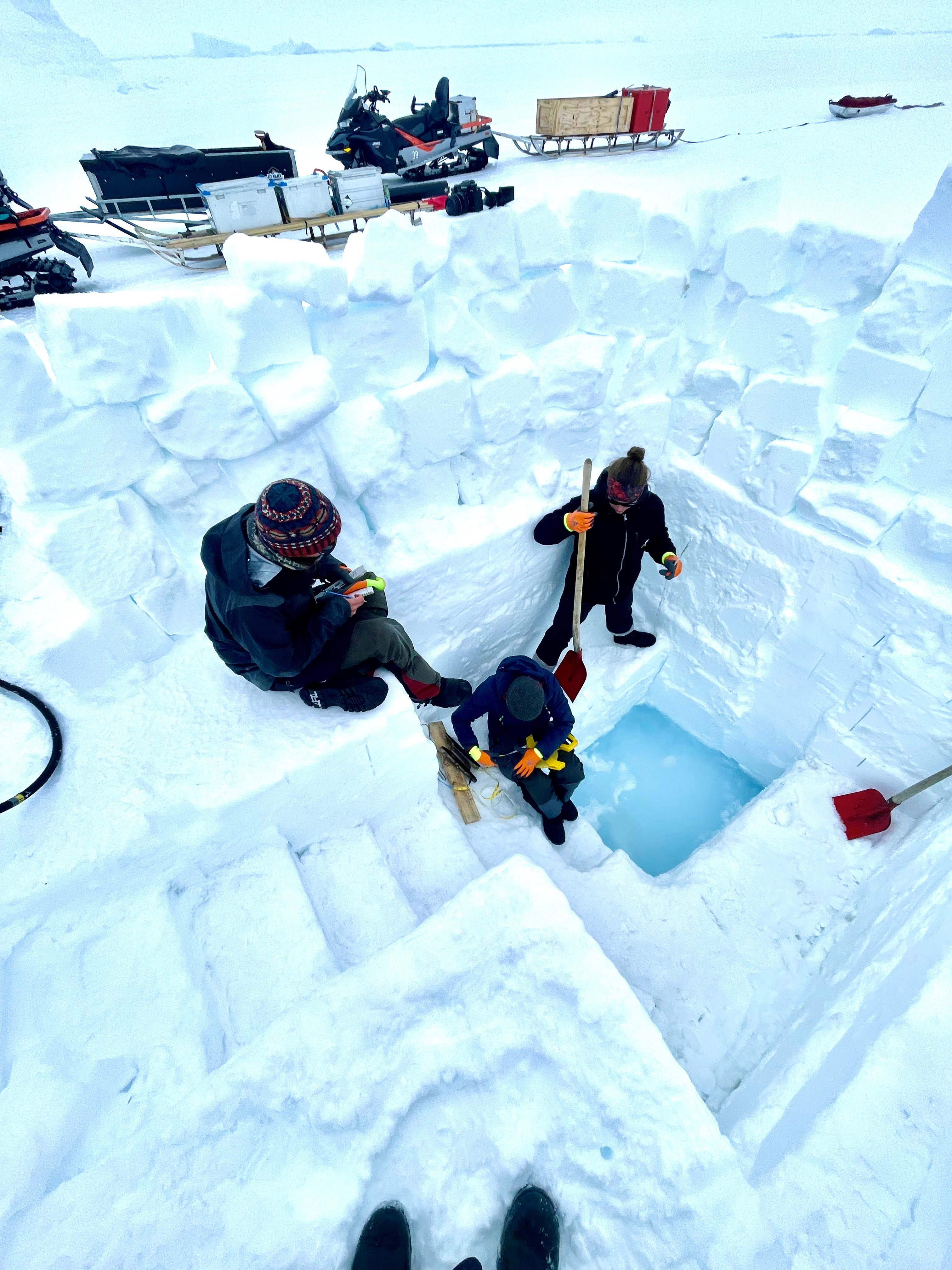 A poorly adapted polar explorer