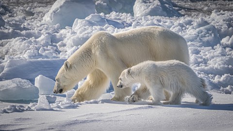 Ice Bear And Cub