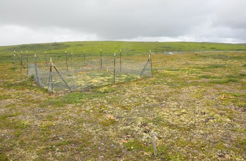 Two exclosures put up in a dry heath habitat at Toolik Lake, Alaska. Here, it seems like the exclusion of reindeer have led to an increase in lichen biomass