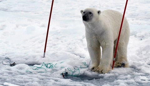 A polar bear inspecting an ice station at the SAS-Oden 2021 expedition. Photo: Hans-Jørgen Hansen.