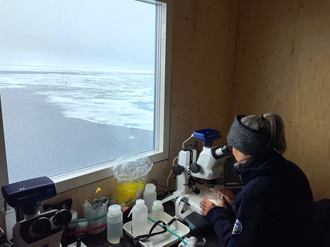 Claire Bird analyserar foraminiferer med ett stereomikroskop