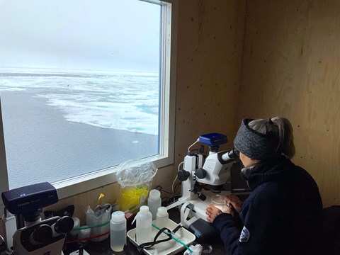 Clare Bird analysing foraminifers with a stereomicroscope