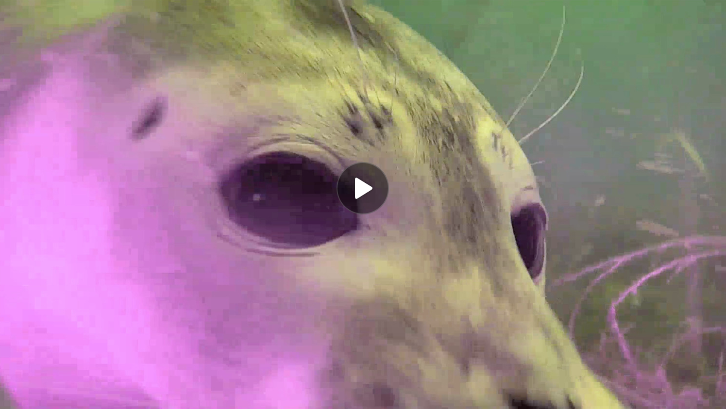 I fjordens öga - live från fem meters djup