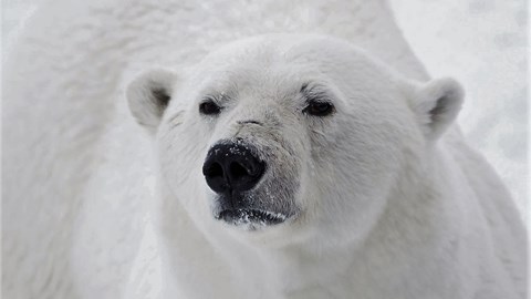 Isbjörn-närbild