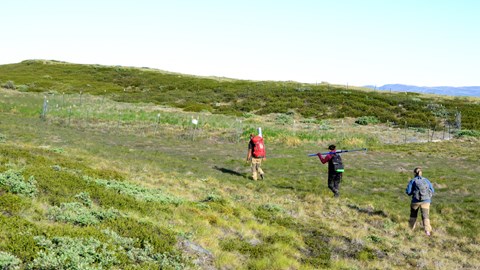 Research report: What would the Arctic tundra look like without grazing?