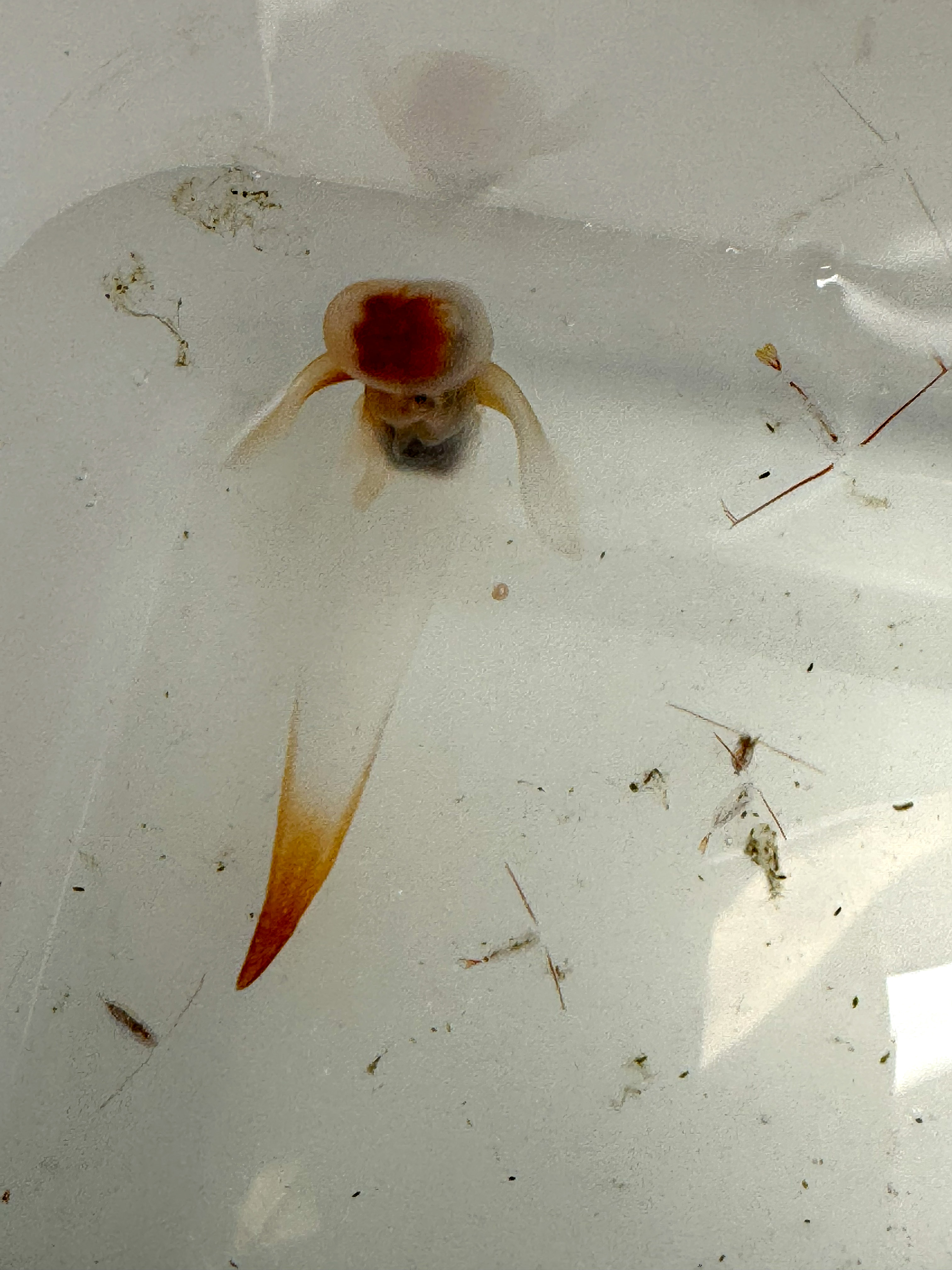 Havsängel (Clione limacina)