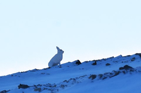 Hare in North of Greenland, 30 August 2024.