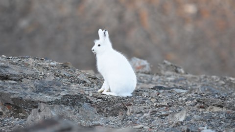 Hare ÅL