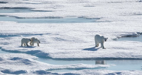 Polar bears