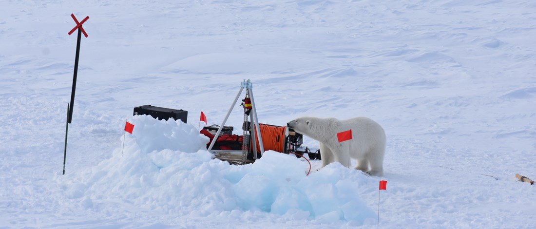 Isbjörn besökte forskarnas isflak
