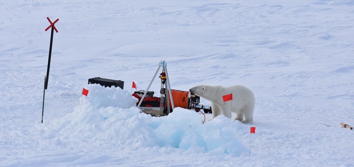 Polar bear visited the researchers' ice floe