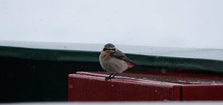 Flygande fripassagerare