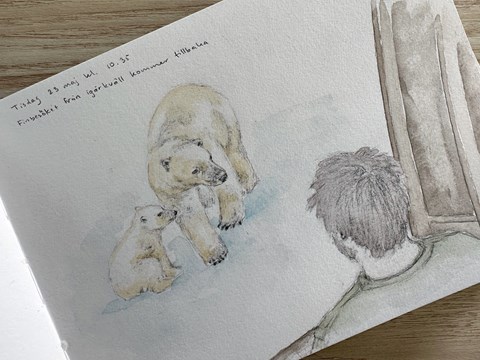  Teckning/akvarell av isnbjörnshona med sin unge. 